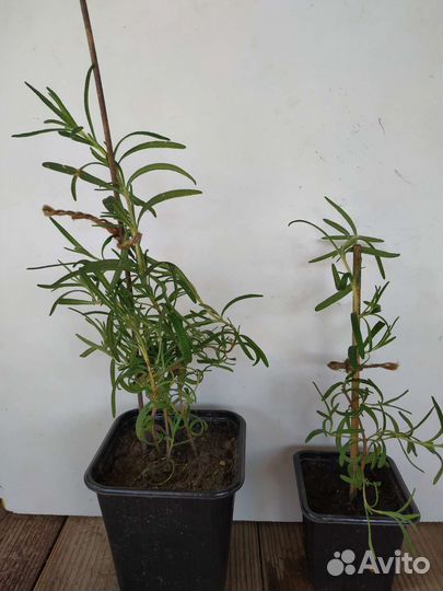 Розмарин комнатный