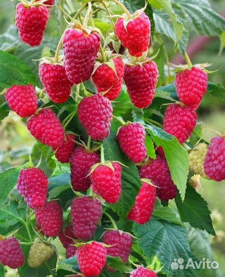 Малина для Кубани