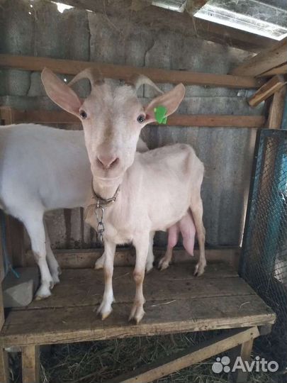 Коза дойная