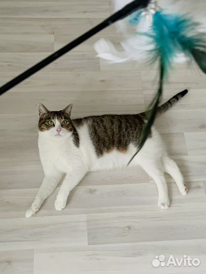 Кошка в добрые руки