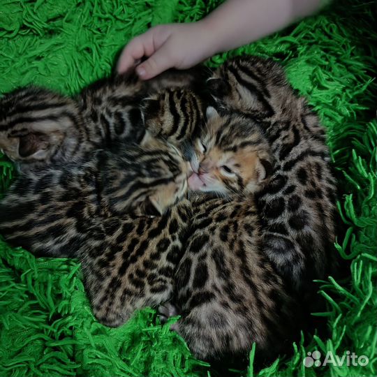 Чудо- бенгалики