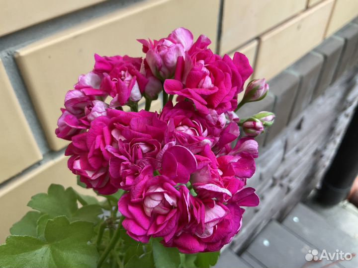 Пеларгония