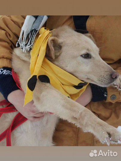 Собака из приюта в добрые руки