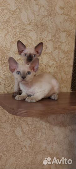 Котята девон-рекс