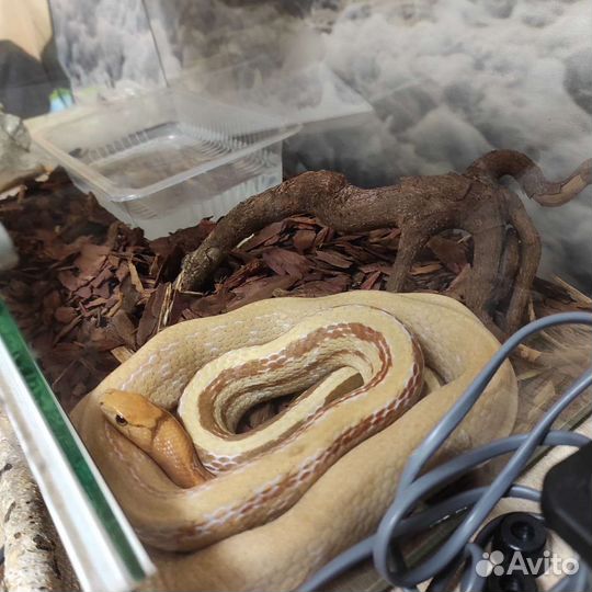 Полоз лучистый