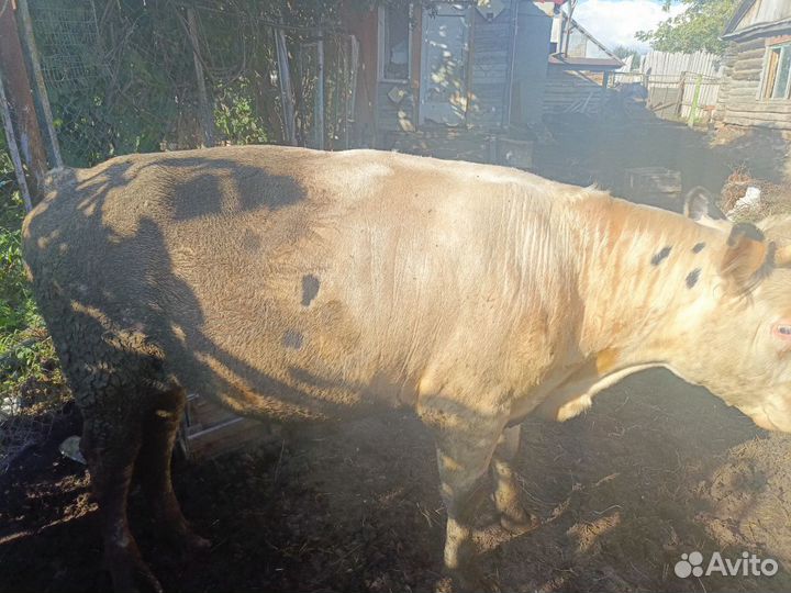 Бык и телка стельная