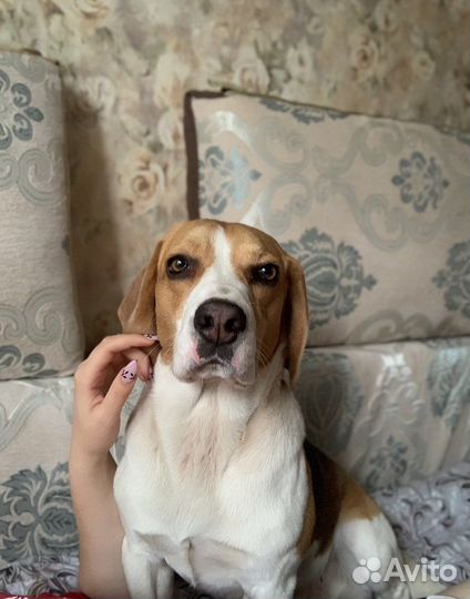 Бигль вязка