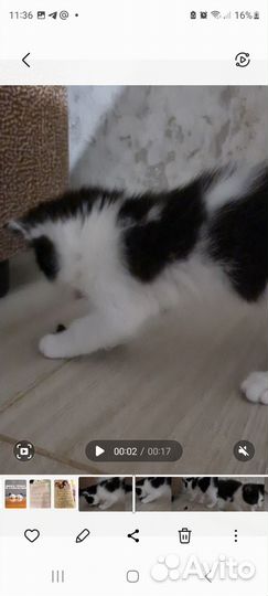 Котятки