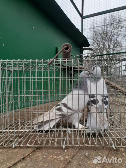 Голуби андижанцы