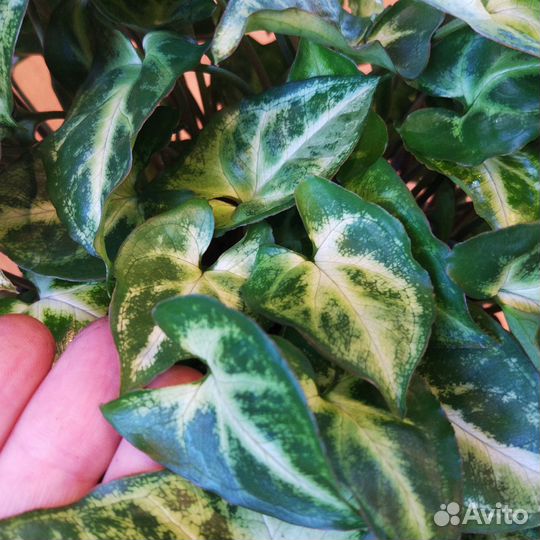 Сингониум кустовой