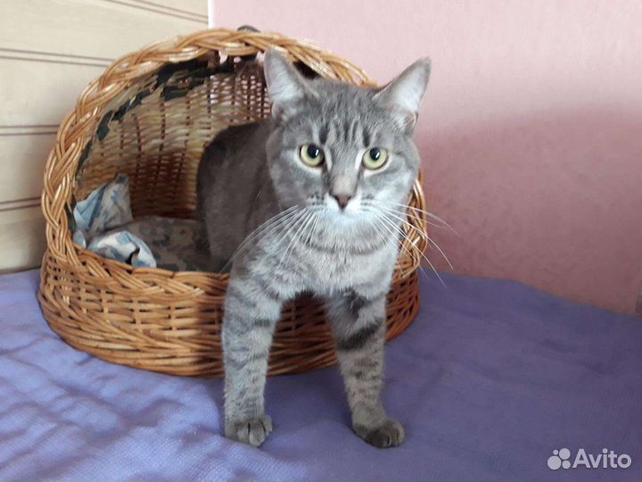 Лиза, стерилизована, ищет дом