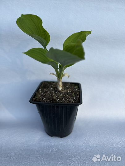 Хоста Fragrant dream C2