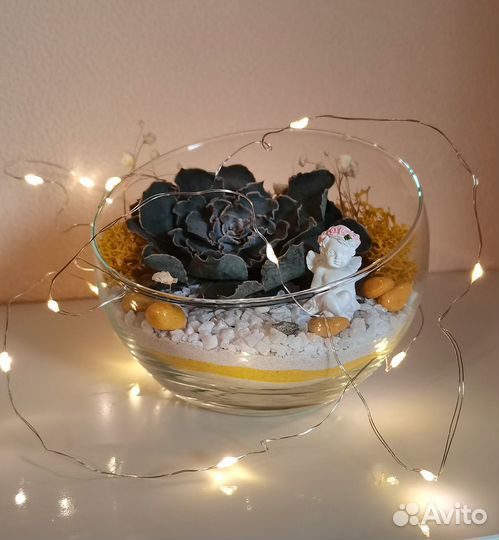 Флорариум суккуленты