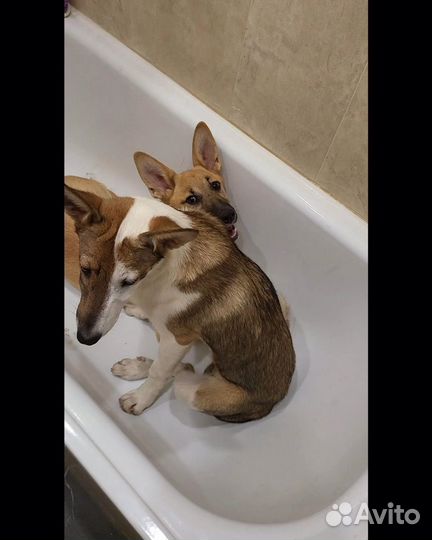 Щенки в добрые руки