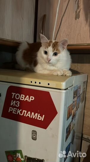 Котик в добрые руки