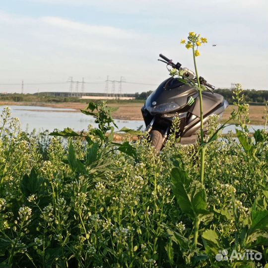 Stels Arrow Benelli 100 (70)