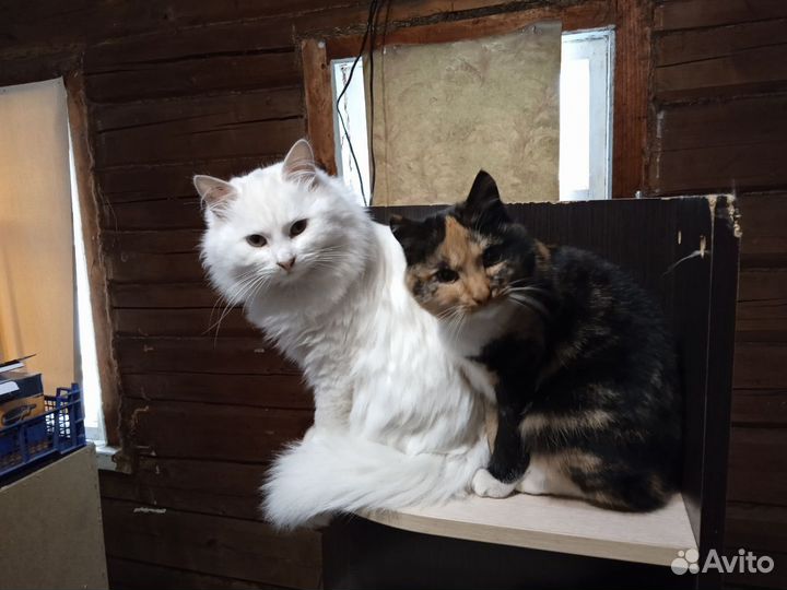 Кот крысолов