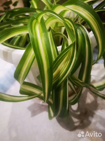 Хлорофитум хохлатый отростки