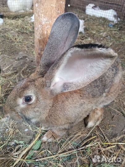 Кролик самец
