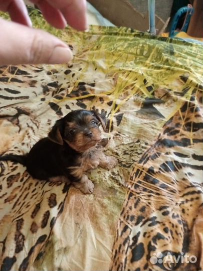 Йоркширский терьер щенки