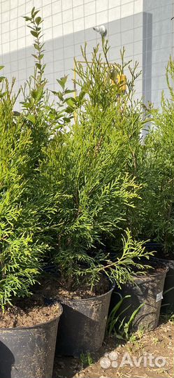 Туя Смарагд