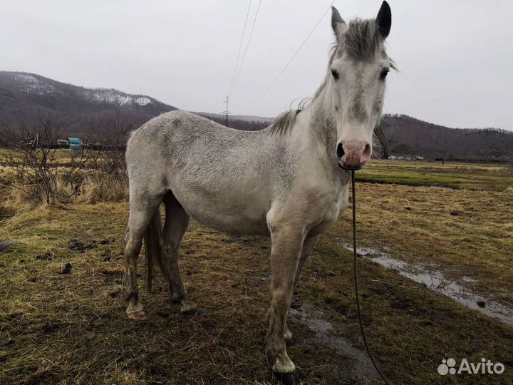 Продам коня