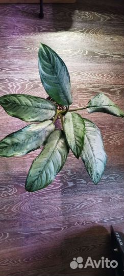 Аглаонема Фридмана