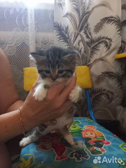 Кошка в дар бесплатно
