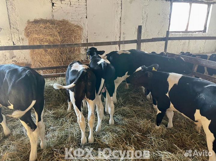 Бычки на откорм