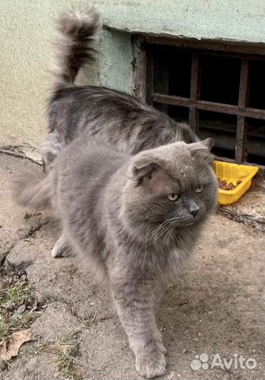 Кошка в дар бесплатно