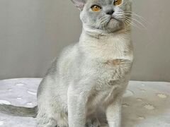 Бурманский лиловый котик