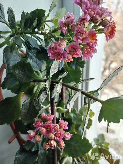 Каланхоэ цветущий