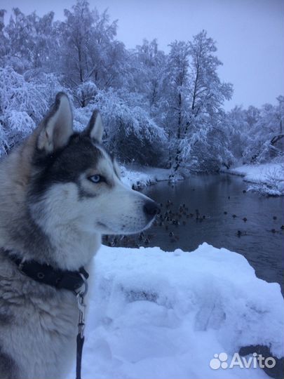 Сибирская хаски