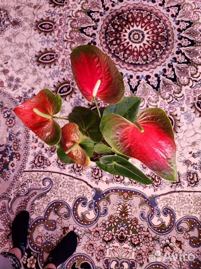 Антуриум (мужской цветок) Приносит счастье, достат