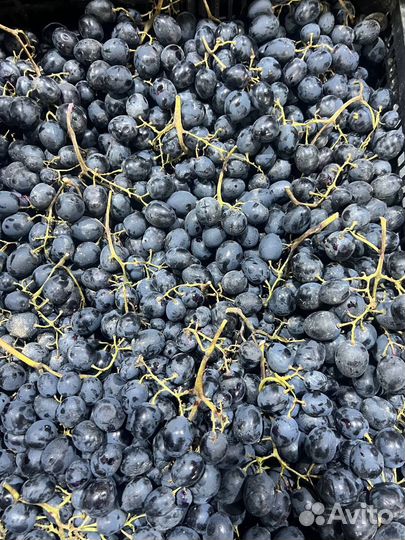 Виноград Молдова