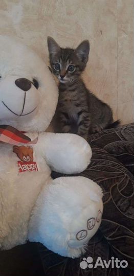 Котята 3 месяца