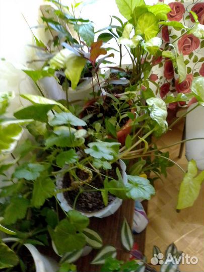 Комнатные цветы