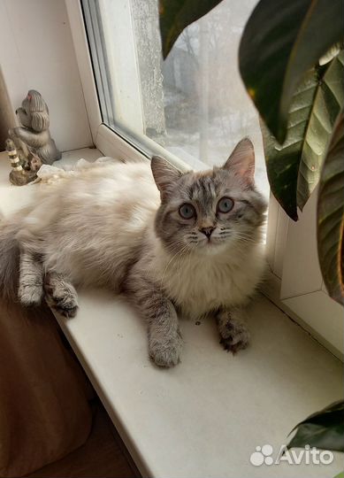 Невская маскарадная