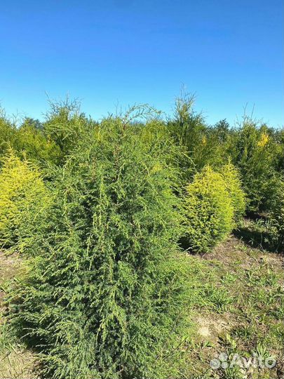 Туя Брабант ком