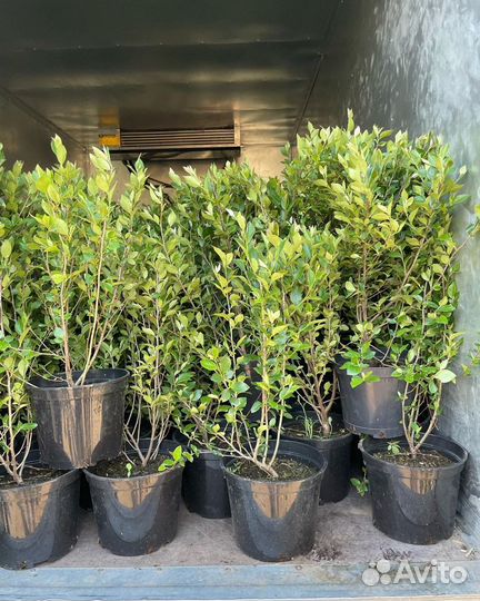 Кизильник блестящий