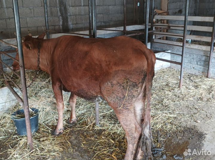 Телки один бычек