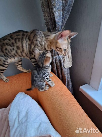 Бенгальские котята