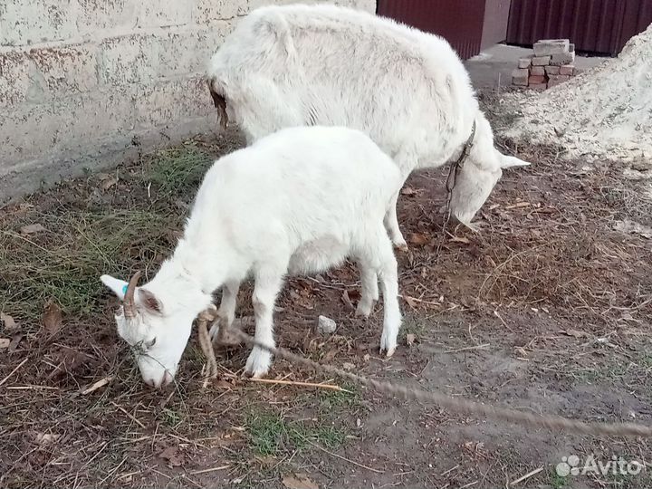 Коза и козочка