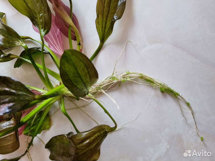 Аквариумные растения