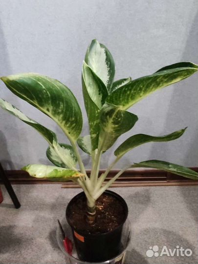 Аглаонема 