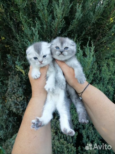 Шотландская