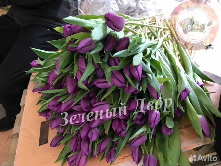 Тюльпаны оптом Destination Павлодар (40-50 см.)