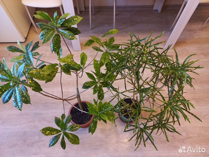 Кротоны (срезы)