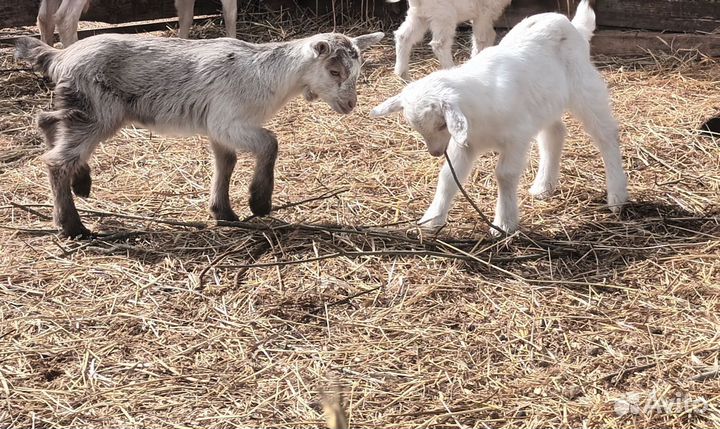 Вьетнамские поросята. Козлята