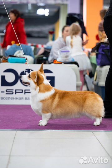 Вязка вельш-корги пемброк